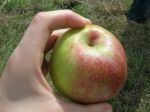 Just one of many delicious apples!